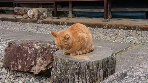 唐澤山神社の動物