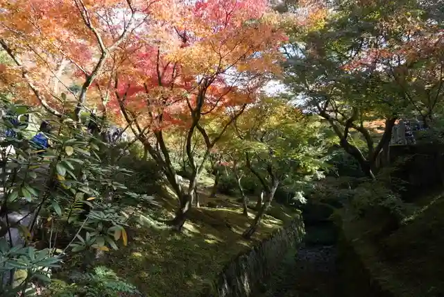 東福禅寺(東福寺)の自然