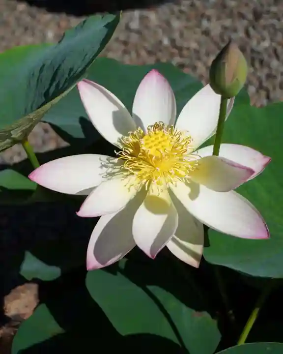 上行寺(静岡県)