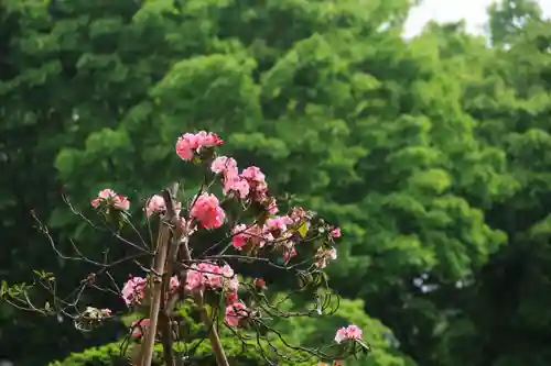 阿久津「田村神社」（郡山市阿久津町）旧社名：伊豆箱根三嶋三社の庭園