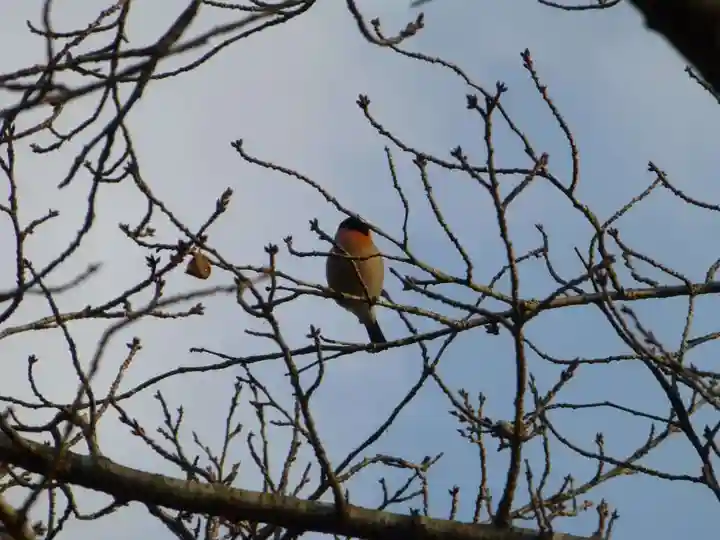 赤間神宮(山口県)