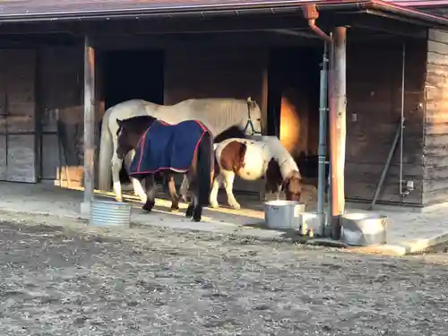 小室浅間神社の動物