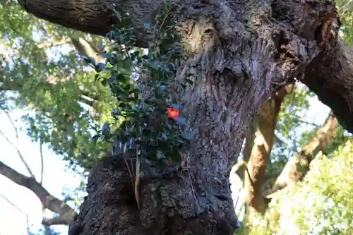 三島八幡神社の自然