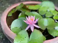 伊勢の国 四天王寺の庭園