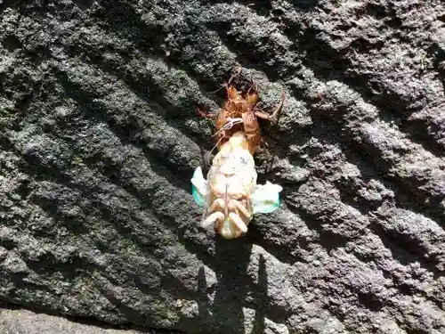 多摩川浅間神社の動物