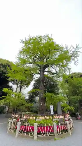 七社神社の自然