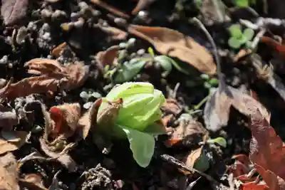 三春大神宮の自然