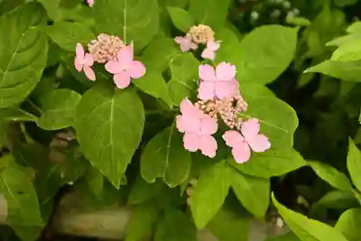 矢田寺(奈良県)