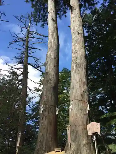 武蔵御嶽神社の自然