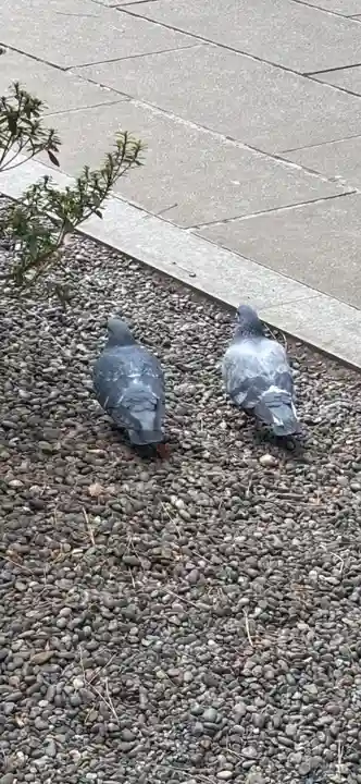 世田谷八幡宮の御朱印