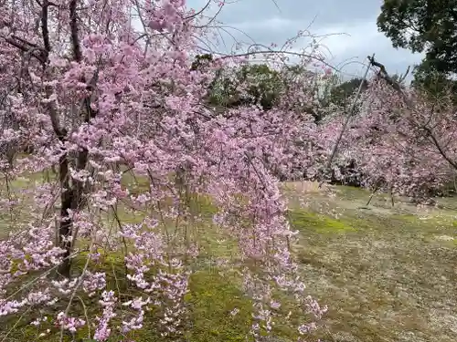 平安神宮の自然