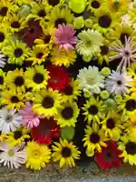 金峯神社(新潟県)