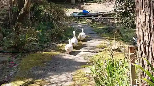五所駒瀧神社の動物
