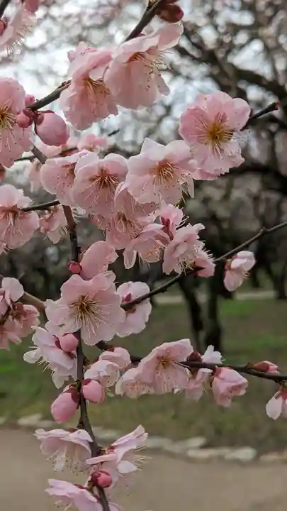 北野天満宮(京都府)