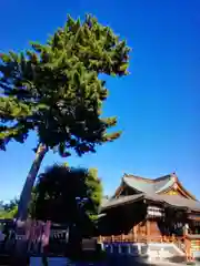 中野沼袋氷川神社(東京都)