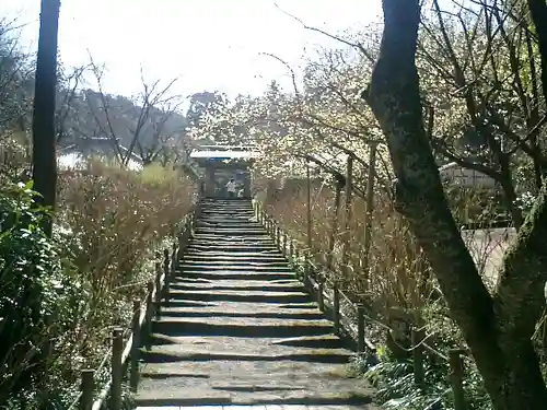 明月院の庭園