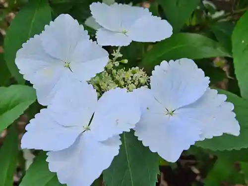 静岡浅間神社の自然