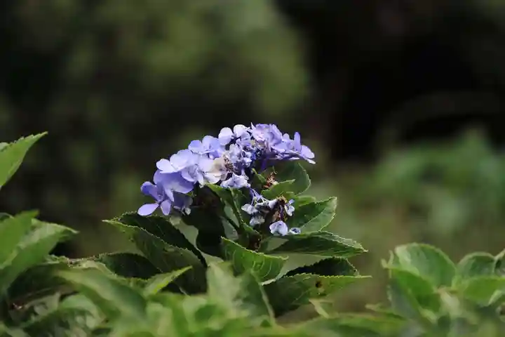 三春大神宮の自然
