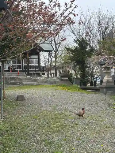 豊足神社の{uncategorized: "未分類", other: "その他", undefined: "問題あり", building: "その他建物", grave: "お墓", sacred_gate: "鳥居", guardian: "狛犬", statue: "像", buddha: "仏像", history: "歴史", nature: "自然", garden: "庭園", animal: "動物", pagoda: "塔", temizu: "手水舎", mountain_gate: "山門・神門", sanctuary: "本殿・本堂", subordinate: "末社・摂社", art: "芸術", scenery: "景色", jizo: "地蔵", ema: "絵馬", goshuin: "御朱印", omikuji: "おみくじ", items: "授与品その他", amulet: "お守り", goshuincho: "御朱印帳", eats: "食事", festival: "お祭り", votive_dance: "神楽", shichigosan: "七五三参", wedding: "結婚式", experience: "体験その他", initially: "初詣", around: "周辺", anti_infection: "感染症対策"}