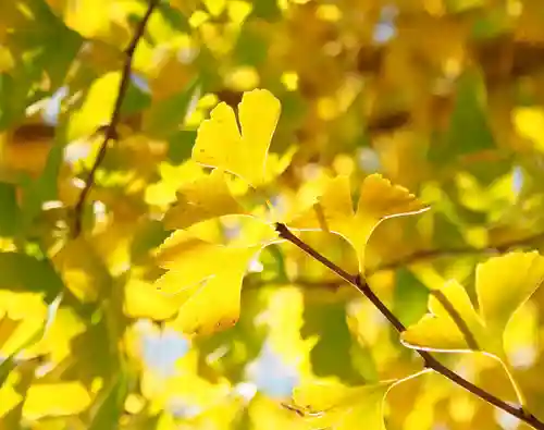 今市報徳二宮神社の自然