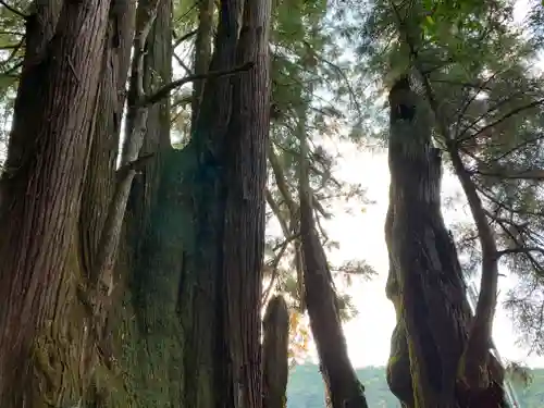 萩日吉神社の自然