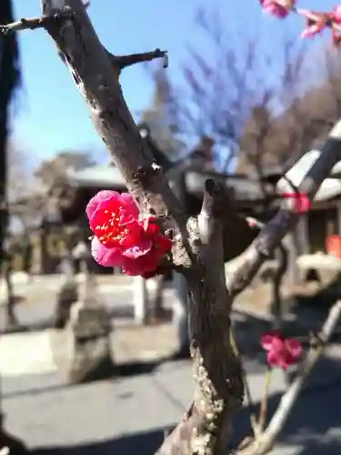 賀茂別雷神社の自然
