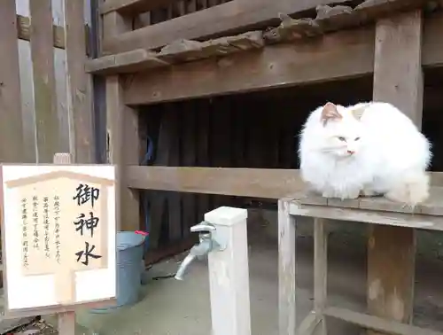 鎌数伊勢大神宮の動物
