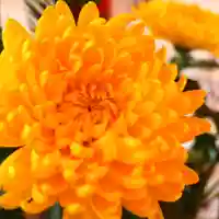 三津厳島神社の自然