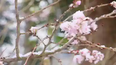 平野神社(京都府)