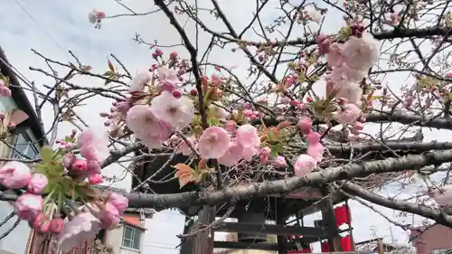 引接寺（千本ゑんま堂）の自然