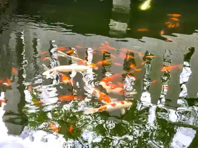 魚吹八幡神社の動物
