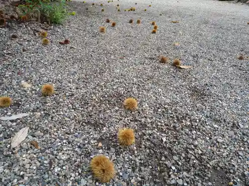 櫛田神社の自然