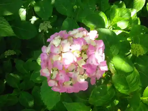 御霊神社の自然