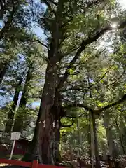 日光二荒山神社(栃木県)