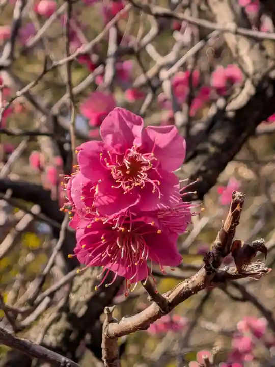 中野沼袋氷川神社(東京都)