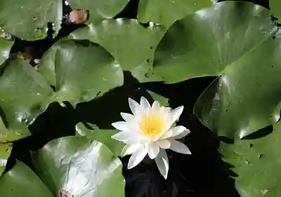 當麻寺中之坊(奈良県)