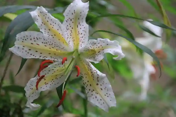 菅船神社の自然