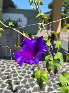 總社 和田八幡宮(福井県)(2023年07月28日(金) 11時41分54秒投稿)