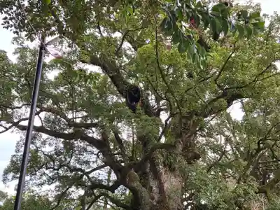 蒲生八幡神社(鹿児島県)