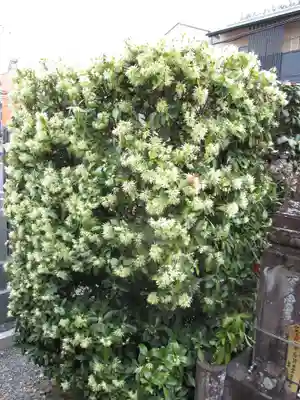 地蔵院（椿寺）の自然