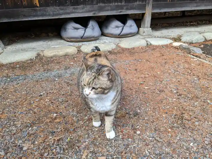 八幡社(柏井町)の動物