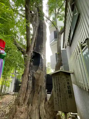 東神奈川熊野神社(神奈川県)
