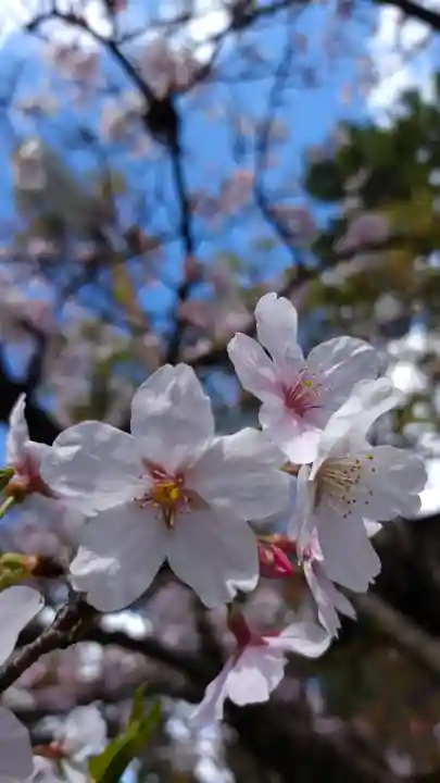 市原稲荷神社の自然
