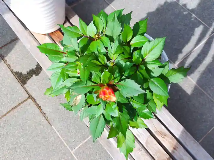 妙蓮寺(神奈川県)