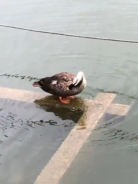 寛永寺不忍池弁天堂の動物