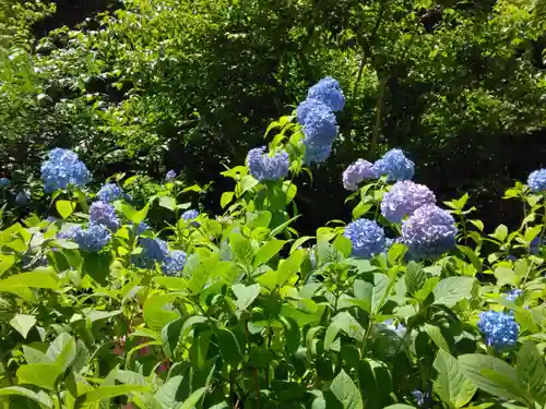 明月院(神奈川県)