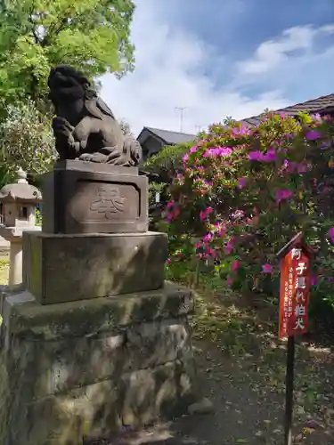 上戸田氷川神社の狛犬