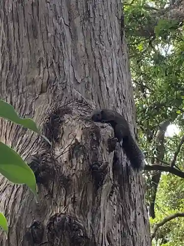 熊野神社（杉田・中原）の動物