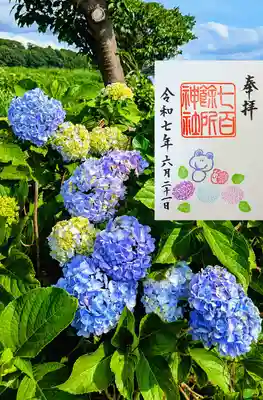 月替り御朱印6月『あじさい』