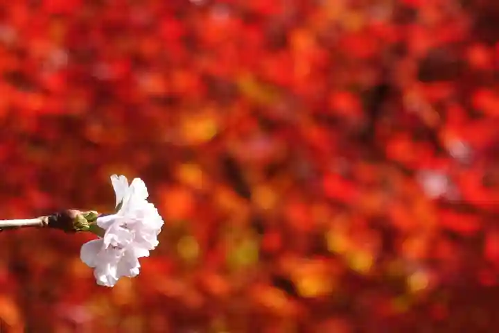 出世稲荷神社の自然